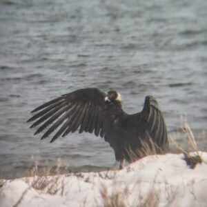 Un cóndor andino con las alas desplegadas sobre la orilla nevada del lago Nahuel Huapi