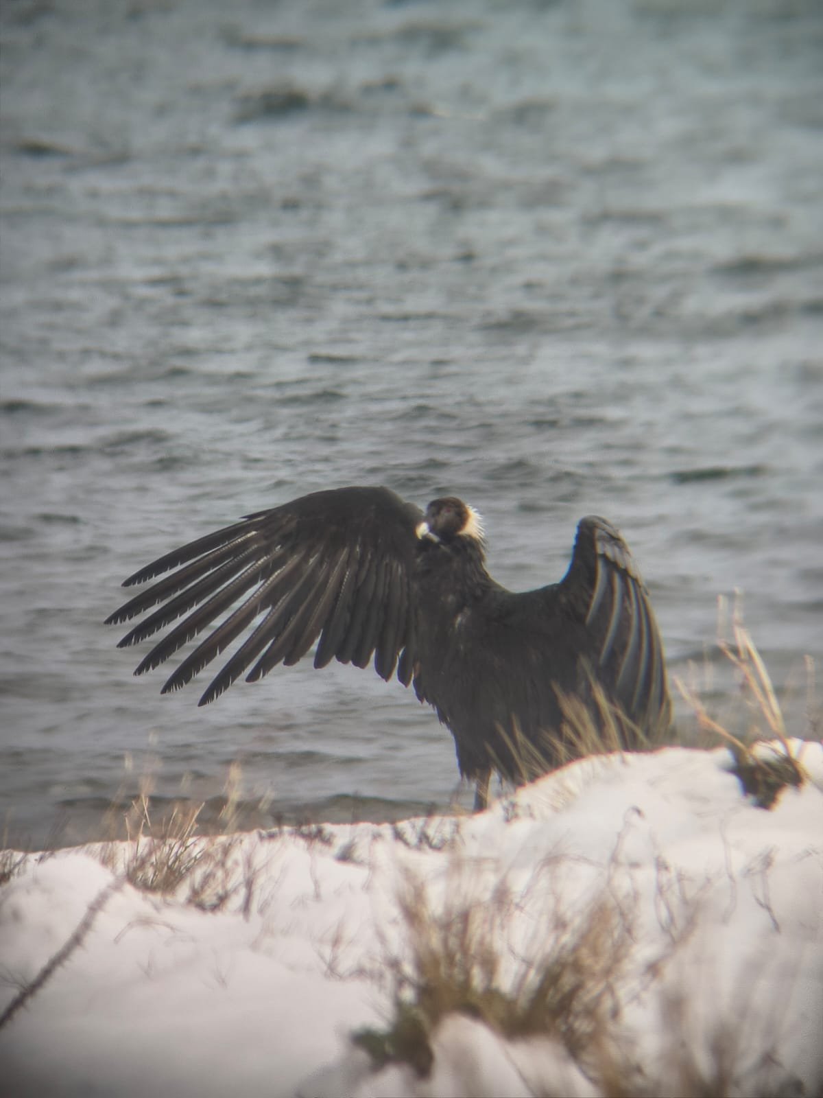 Un cóndor andino con las alas desplegadas sobre la orilla nevada del lago Nahuel Huapi.