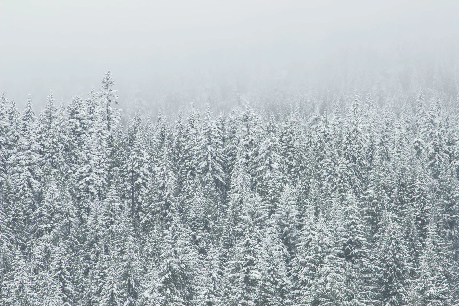 Imagen ilustrativa de una jornada con nevadas