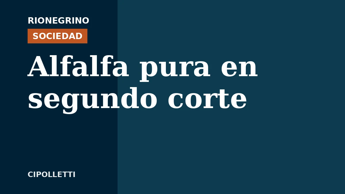 Placa de Rionegrino: Alfalfa pura en segundo corte
