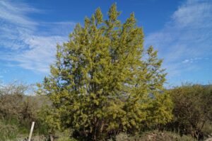 Un sauce criollo (Salix humboldtiana) adulto