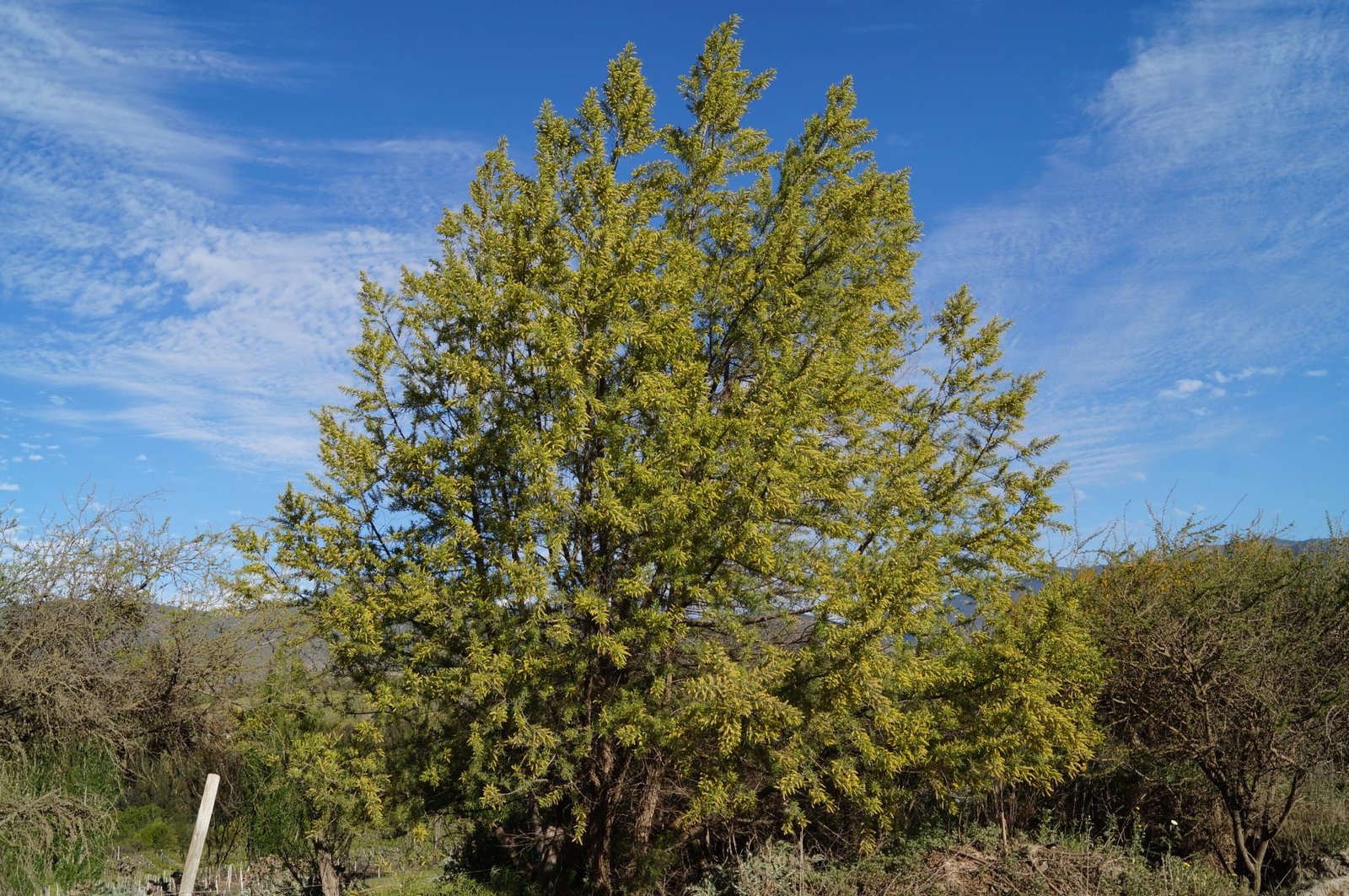 Un sauce criollo (Salix humboldtiana) adulto