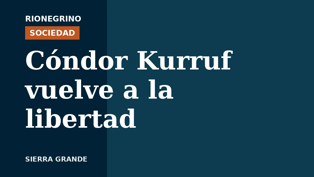 Sierra Grande liberó a Kurruf, un cóndor andino adulto recuperado