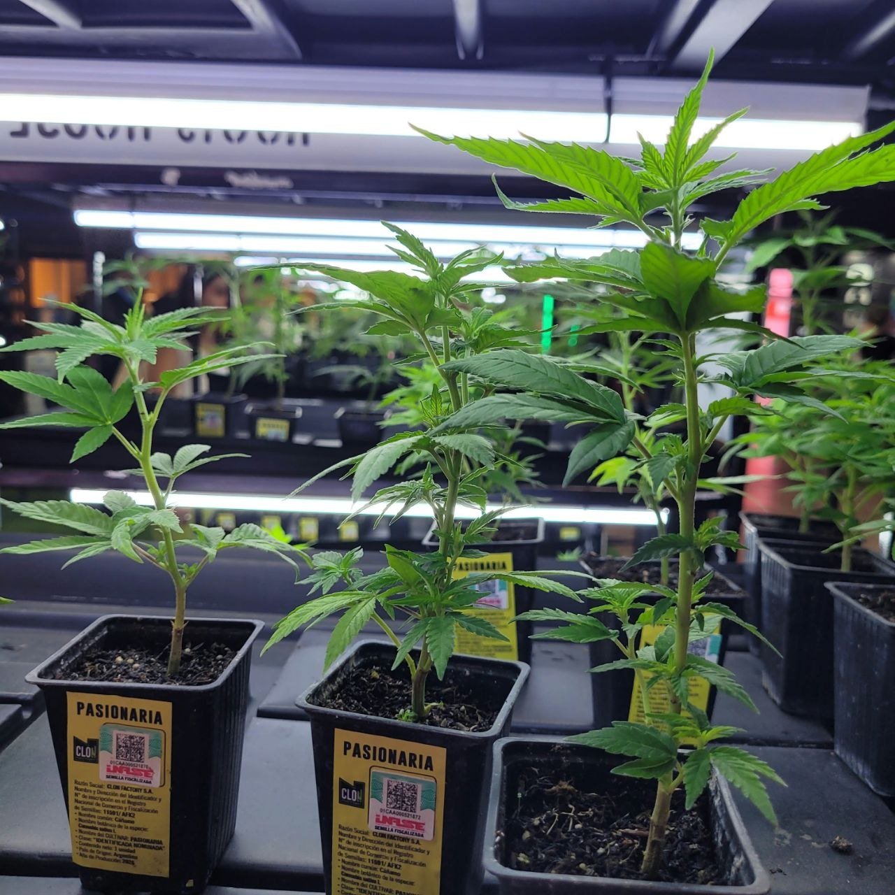 Plantas de cannabis en macetas, en exhibición en un stand de la Expo Cannabis